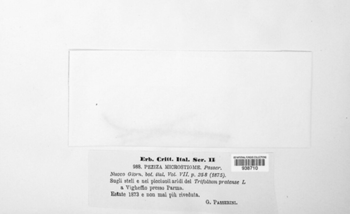 Peziza microstigme image